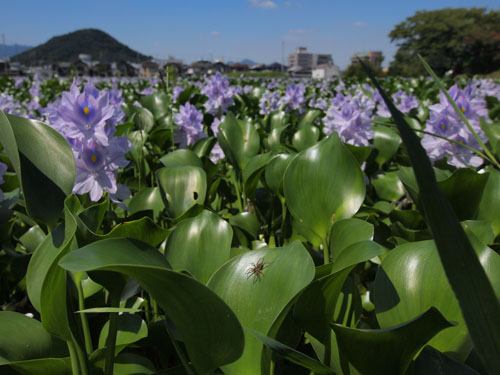 背後には畝傍山が見える